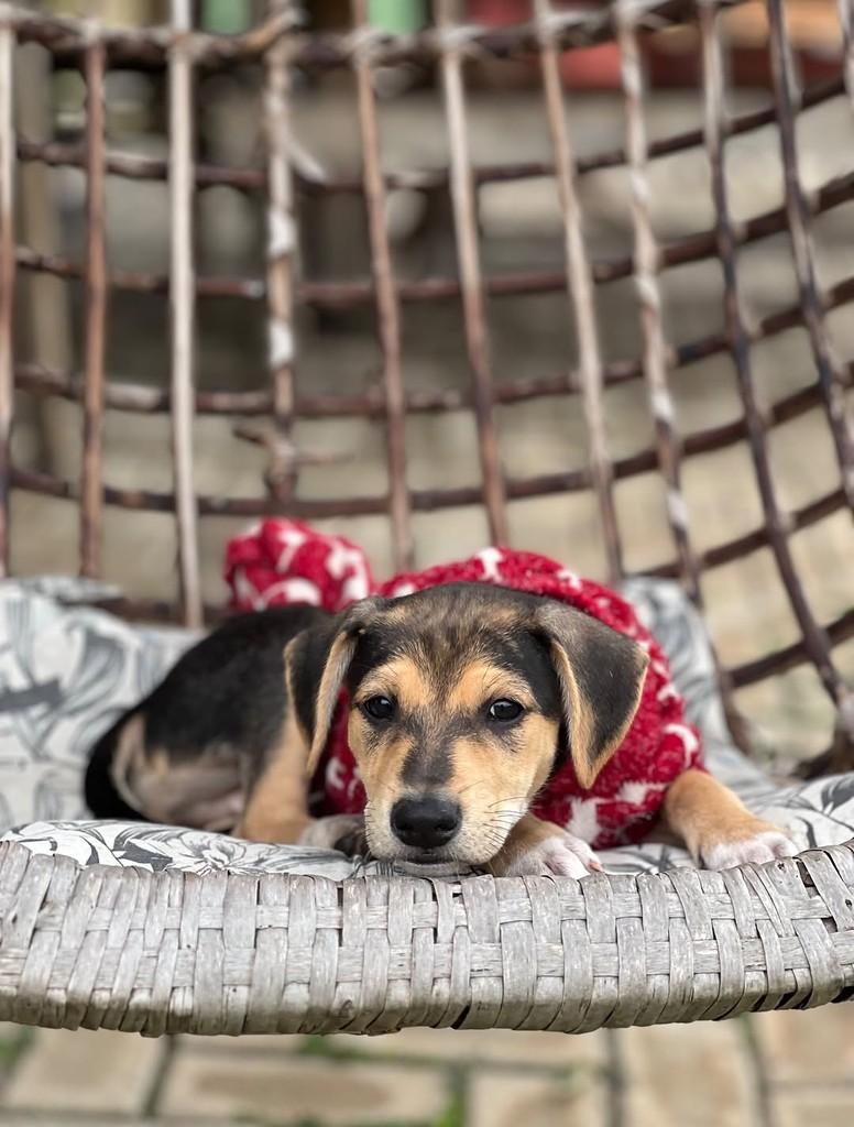 Leon, cachorro de porte médio para adoção em Vinhedo - SP — foto 2 de 4