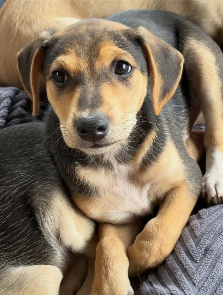 Leon, cachorro de porte médio para adoção em Vinhedo - SP — foto 3 de 4