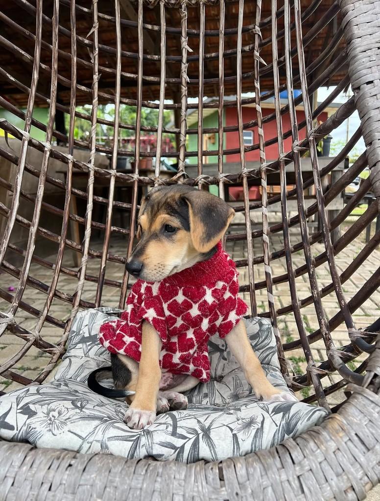 Leon, cachorro de porte médio para adoção em Vinhedo - SP — foto 4 de 4