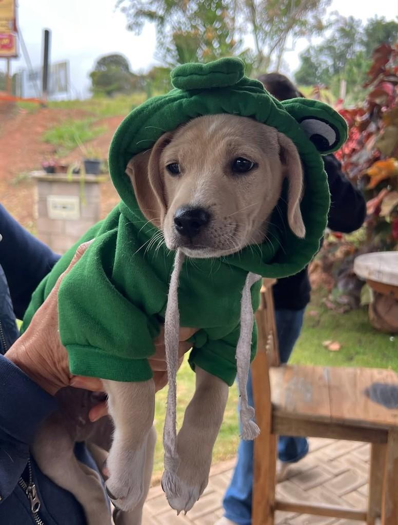 Polar, cachorro de porte médio para adoção em Vinhedo - SP