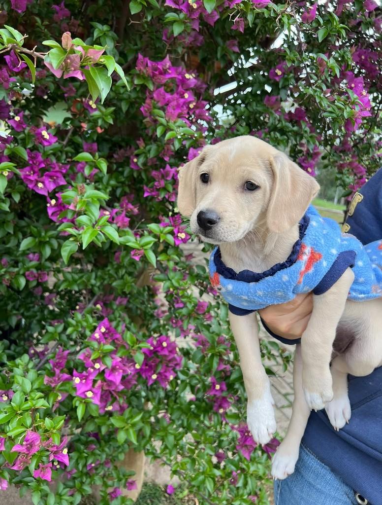 Polar, cachorro de porte médio para adoção em Vinhedo - SP — foto 2 de 3