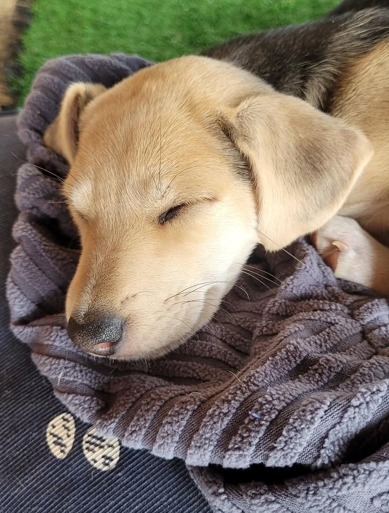 Polar, cachorro de porte médio para adoção em Vinhedo - SP — foto 3 de 3