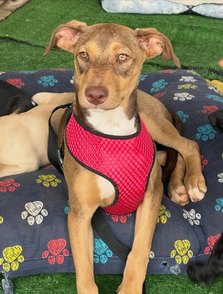 Lolo, cachorro de porte pequeno para adoção em Vinhedo - SP