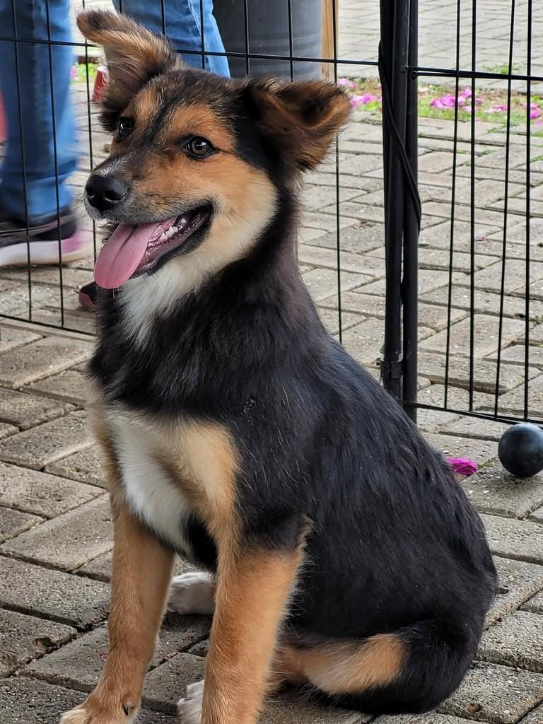 Luke, cachorro de porte pequeno para adoção em Vinhedo - SP