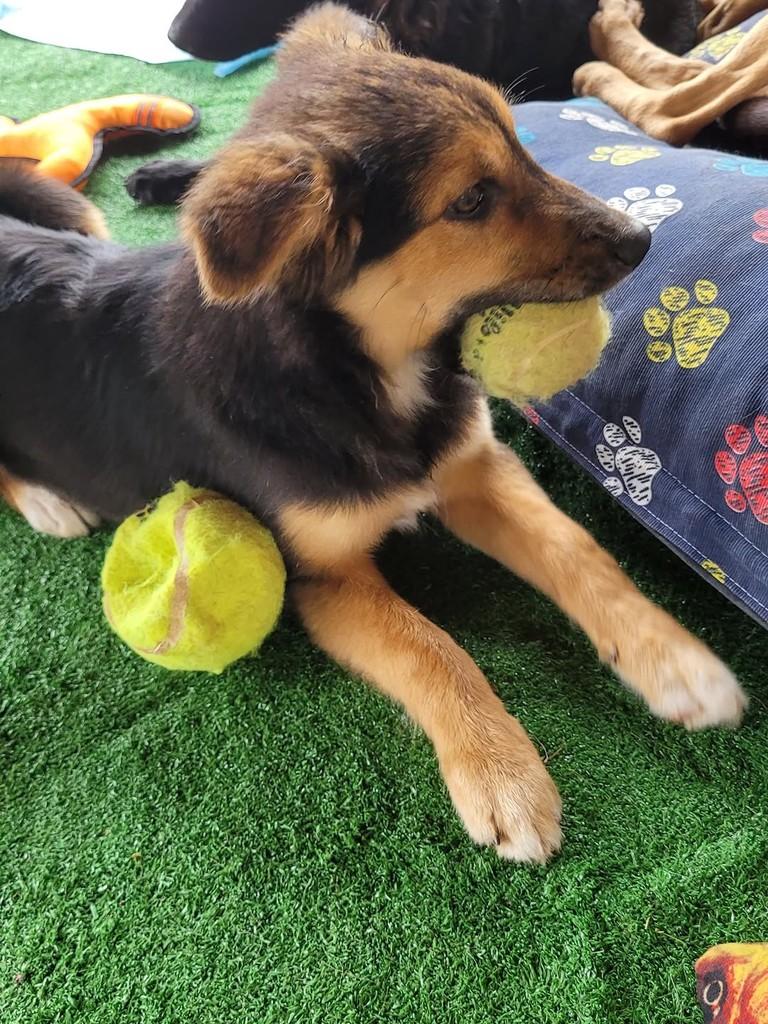 Luke, cachorro de porte pequeno para adoção em Vinhedo - SP — foto 2 de 4