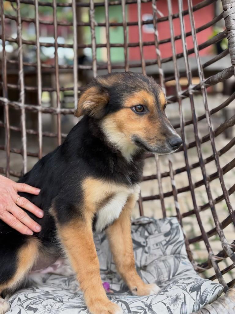 Luke, cachorro de porte pequeno para adoção em Vinhedo - SP — foto 3 de 4