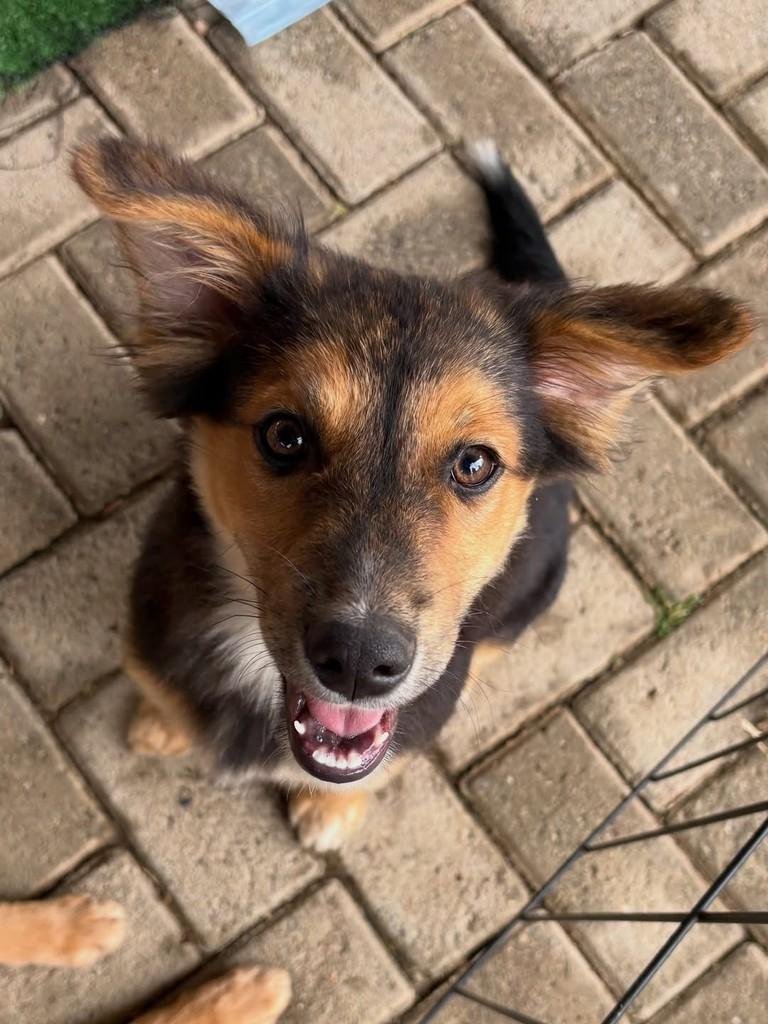 Luke, cachorro de porte pequeno para adoção em Vinhedo - SP — foto 4 de 4