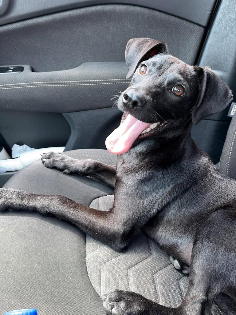 Dieguinho, cachorro de porte pequeno para adoção em Vinhedo - SP
