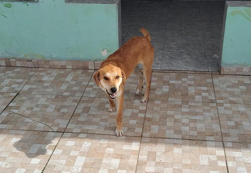 Eliot, cachorro de porte pequeno para adoção em Rio Azul - PR