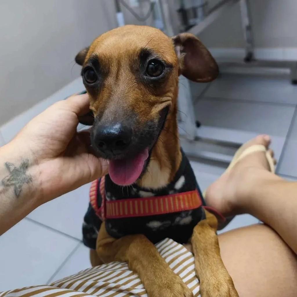 Caramela, cadela de porte pequeno para adoção em Rio de Janeiro - RJ