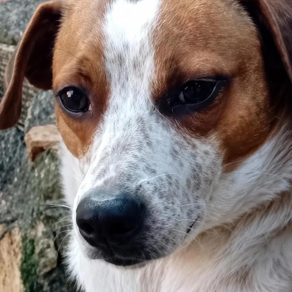 Trovão, cachorro de porte pequeno para adoção em Rio de Janeiro - RJ