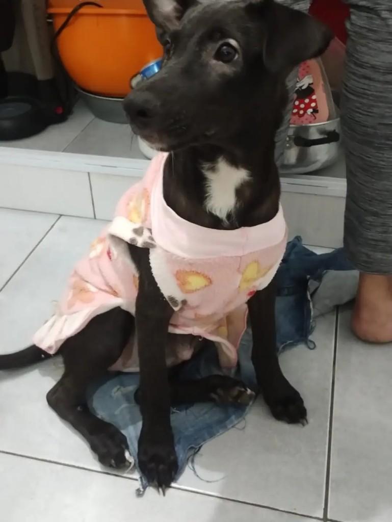 Bela, cadela de porte pequeno para adoção em Rio de Janeiro - RJ