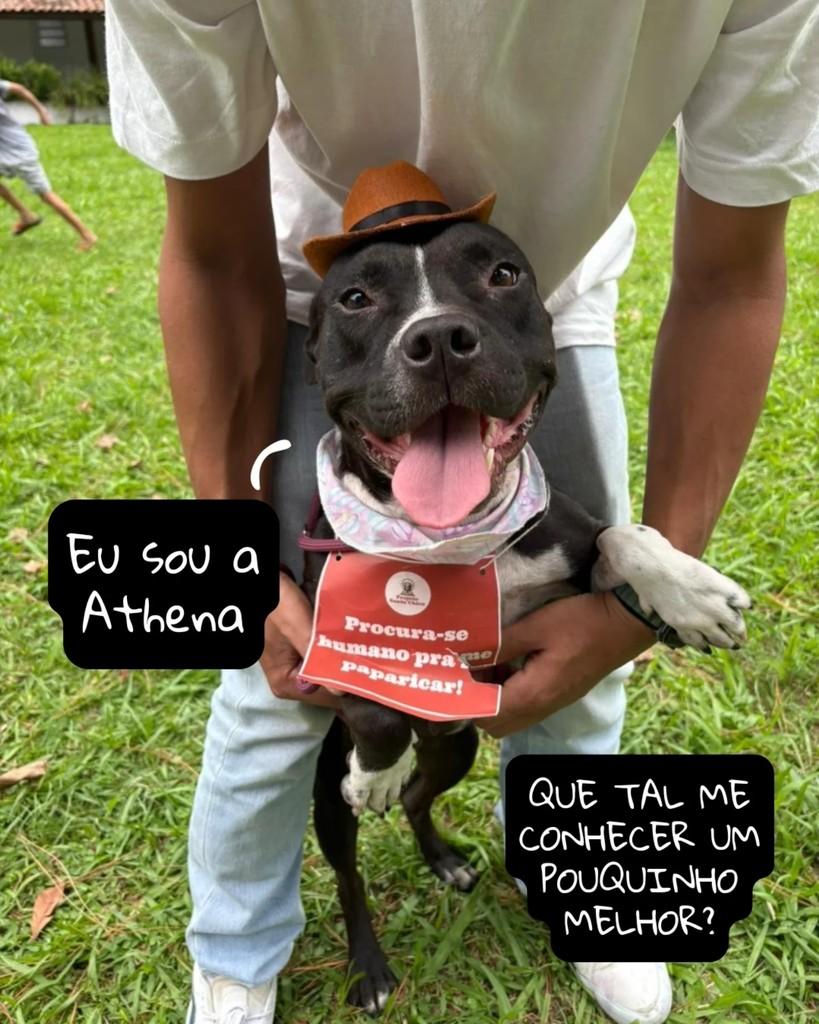 Athena, cachorro de porte médio para adoção em Areal - RJ
