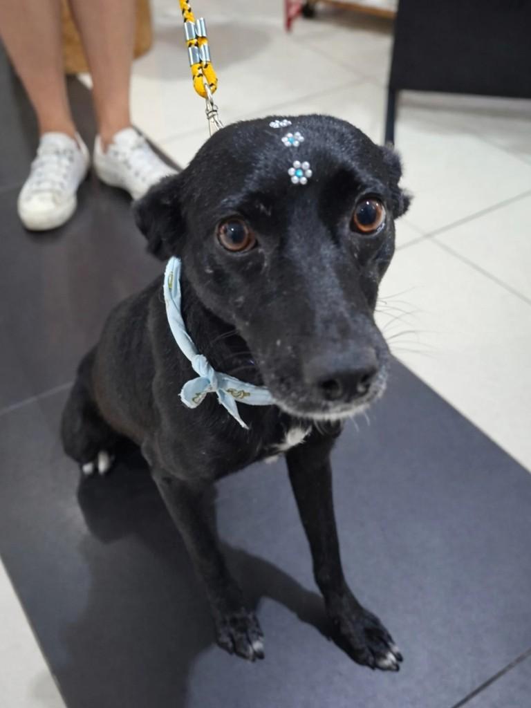 Ísis, cadela de porte pequeno para adoção em Pelotas - RS