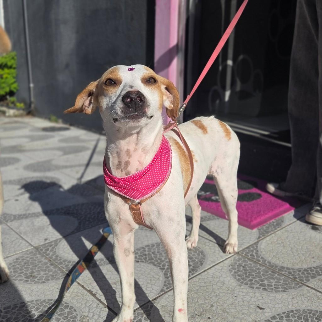 Jessie, cadela de porte pequeno para adoção em Pelotas - RS