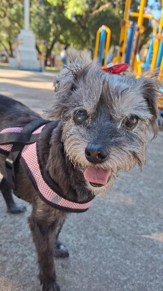 Catarina, cachorro de porte pequeno para adoção em Pelotas - RS