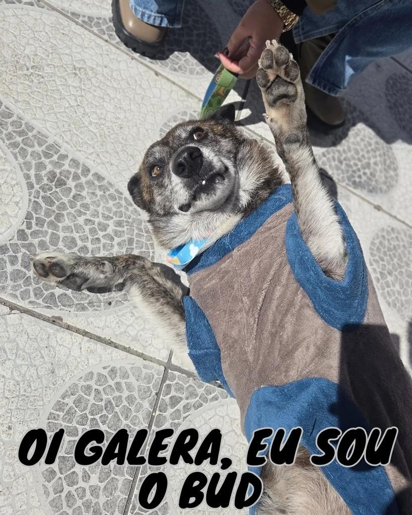 Bud, cachorro de porte médio para adoção em Pelotas - RS