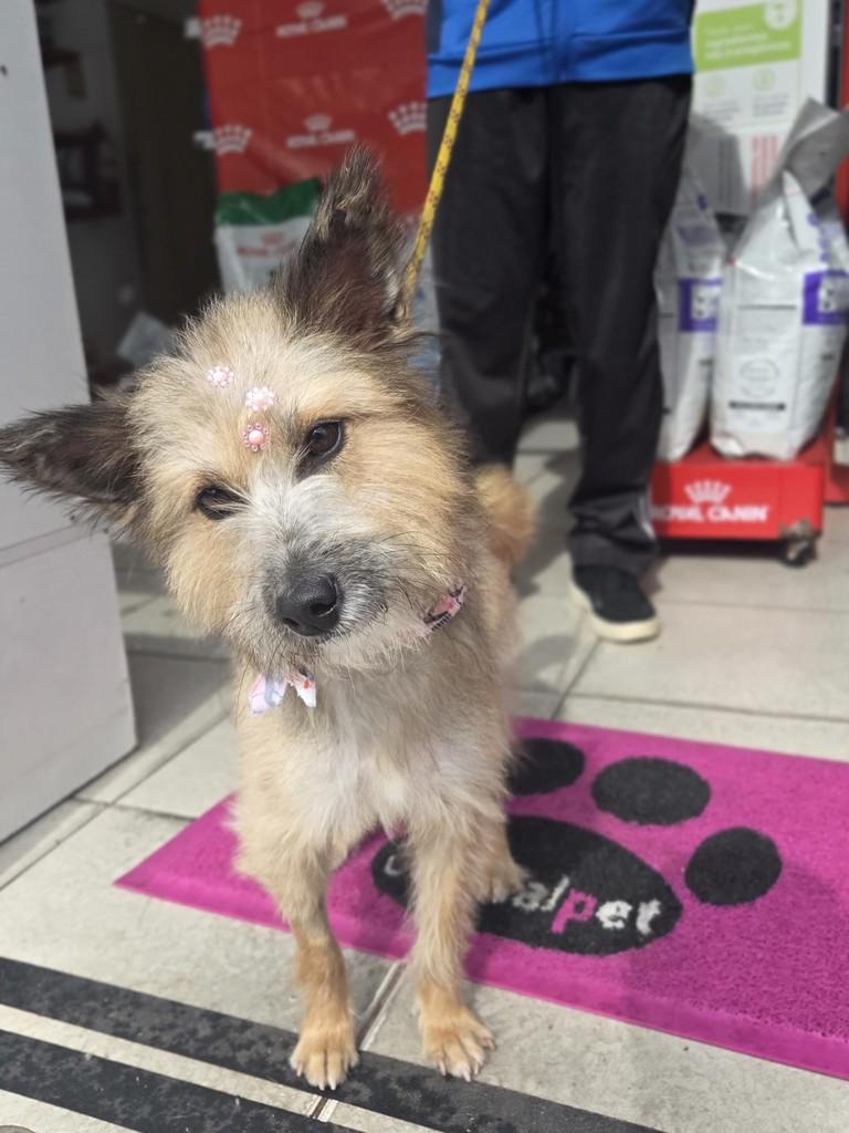 Pipinha, cachorro de porte pequeno para adoção em Pelotas - RS