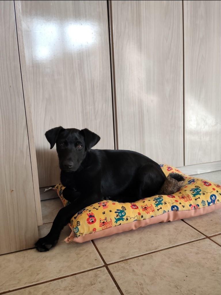 Robertinho, cachorro de porte grande para adoção em Pelotas - RS