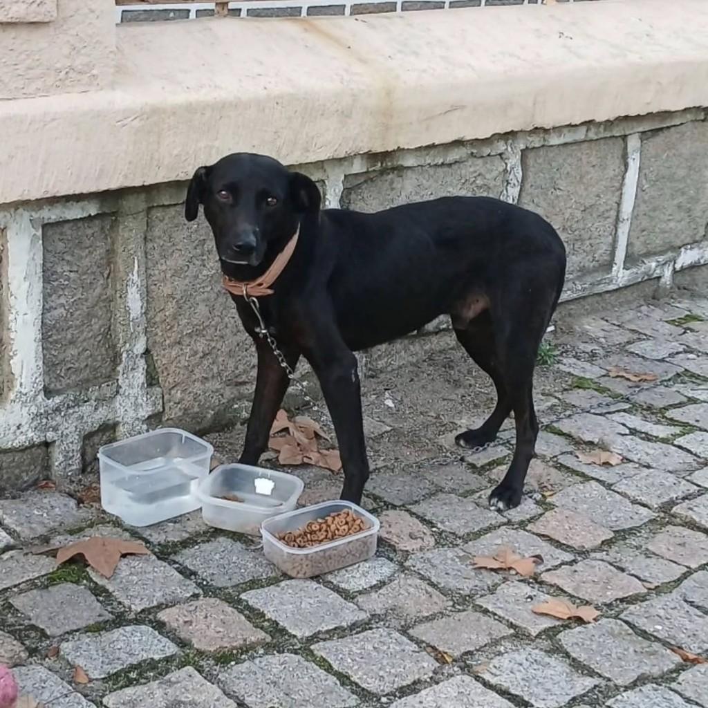 Pretinho, cachorro de porte médio para adoção em Pelotas - RS