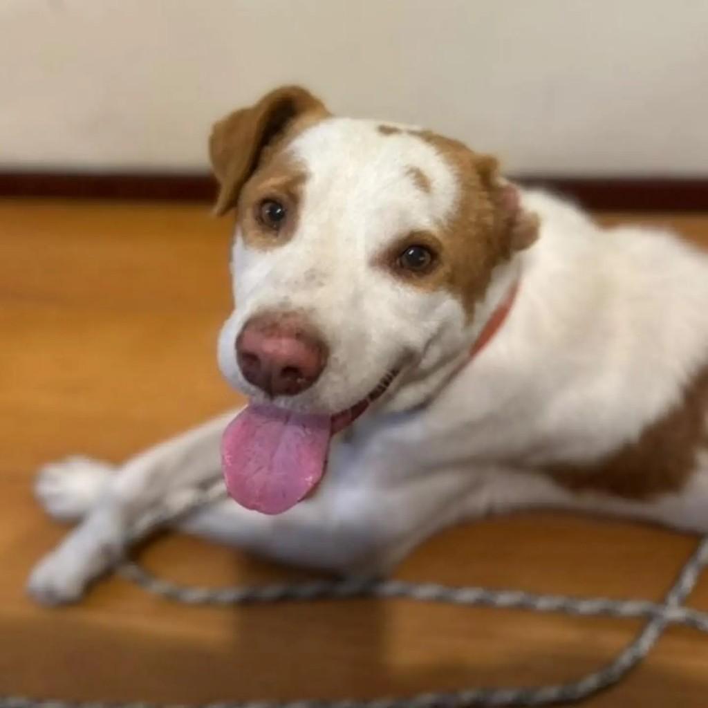 Elvis, cachorro de porte médio para adoção em Pelotas - RS