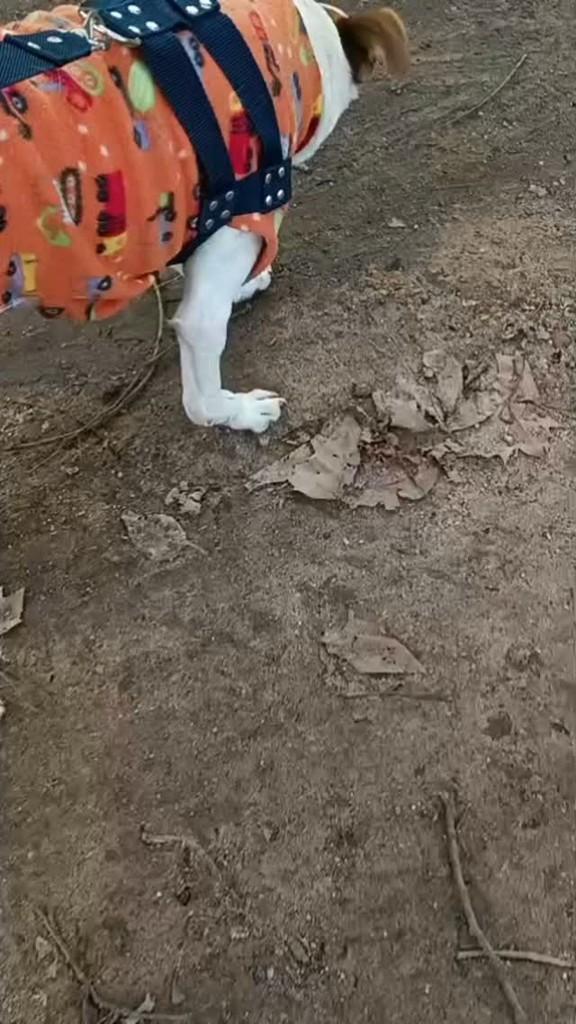 Harry, cachorro de porte pequeno para adoção em Pelotas - RS