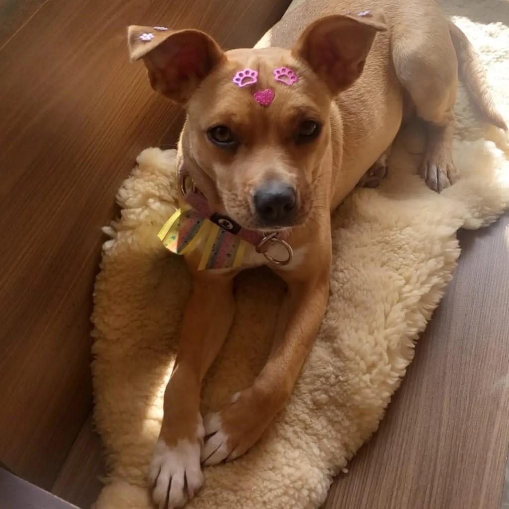 Nina, cadela de porte pequeno para adoção em Pelotas - RS