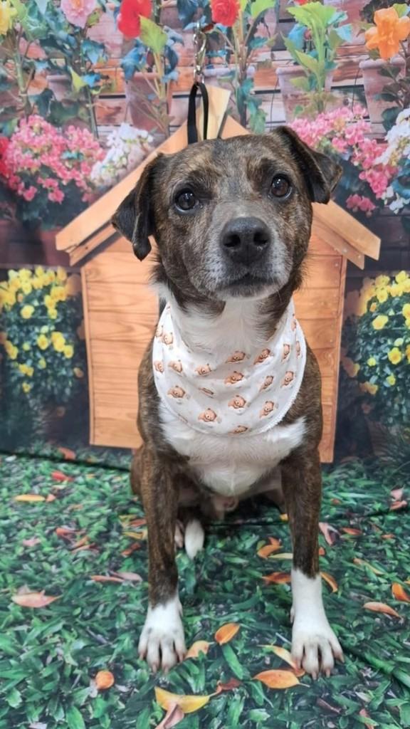 Toby, cachorro de porte médio para adoção em Pelotas - RS