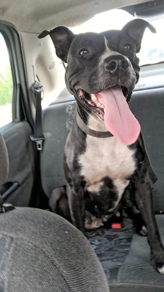 Ravena, cachorro de porte médio para adoção em Pelotas - RS
