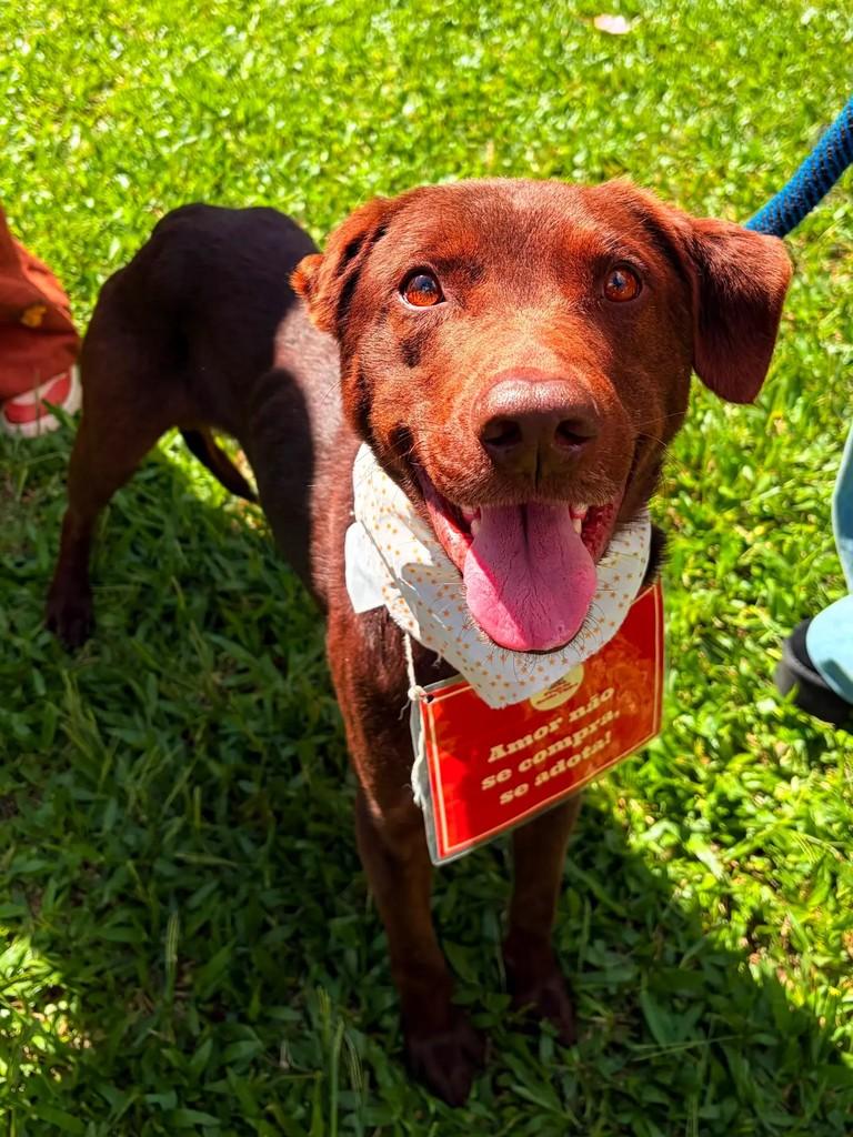 Nescau, cachorro de porte médio para adoção em Pelotas - RS
