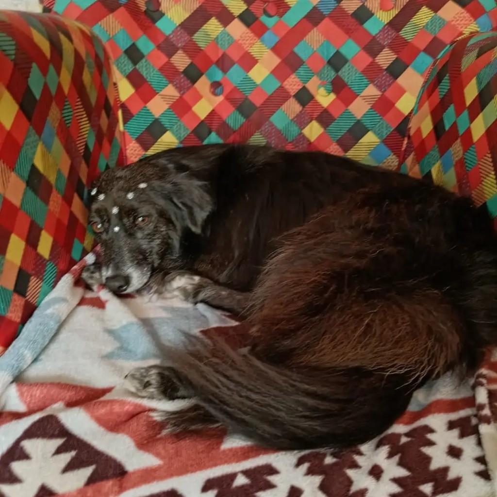 Belinha, cadela de porte pequeno para adoção em Pelotas - RS