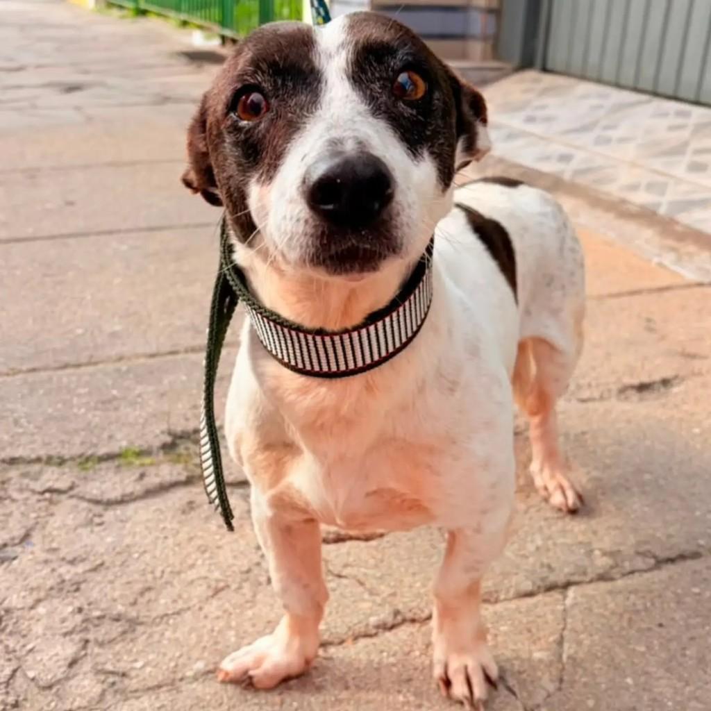 Scooby, cachorro de porte pequeno para adoção em Pelotas - RS