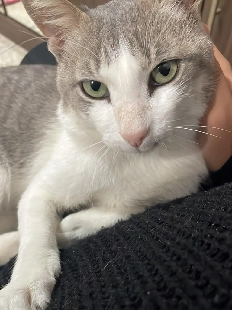 Sully, gato de porte médio para adoção em Pelotas - RS