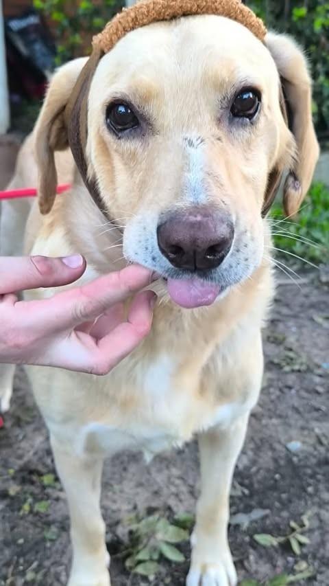Otto, cachorro de porte médio para adoção em Pelotas - RS