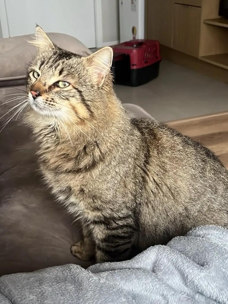 Fred, gato de porte médio para adoção em Pelotas - RS