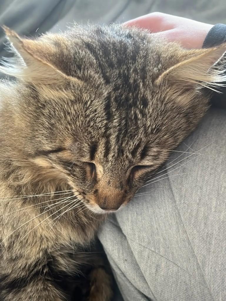 Fred, gato de porte médio para adoção em Pelotas - RS — foto 2 de 4