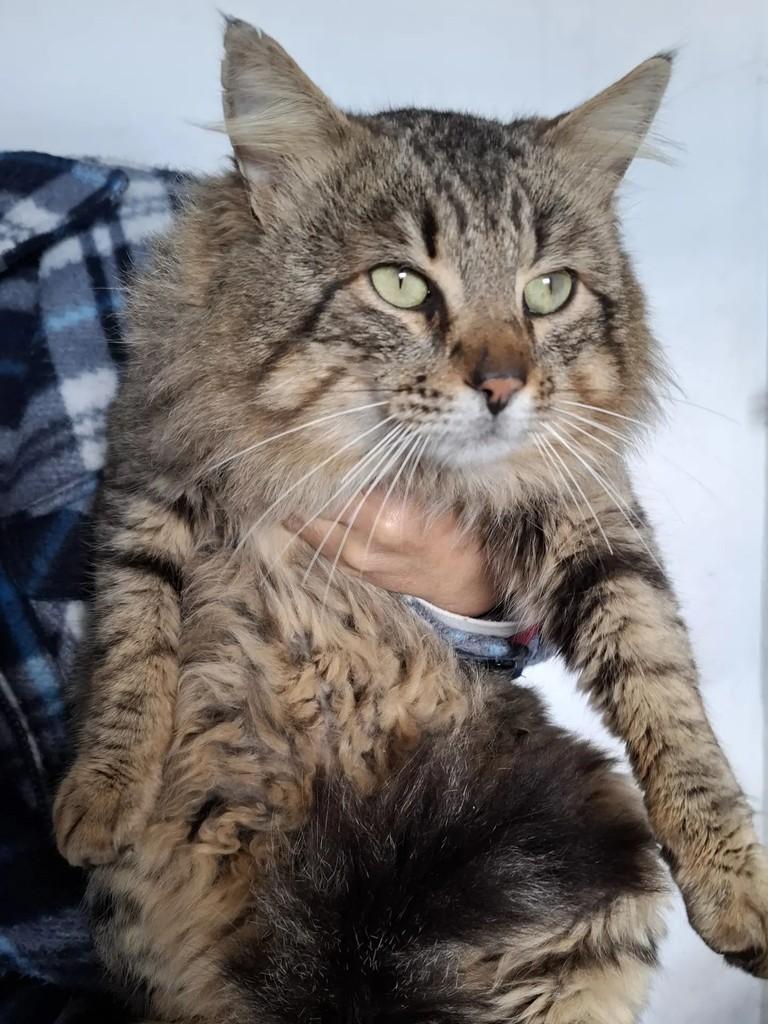Fred, gato de porte médio para adoção em Pelotas - RS — foto 3 de 4