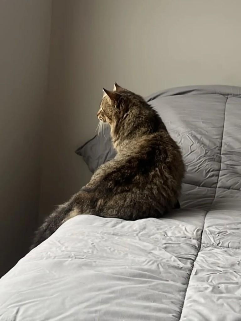 Fred, gato de porte médio para adoção em Pelotas - RS — foto 4 de 4