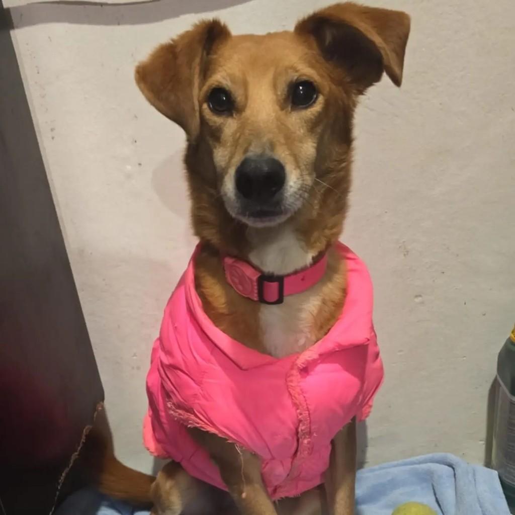 Caramela, cadela de porte médio para adoção em Pelotas - RS — foto 2 de 2
