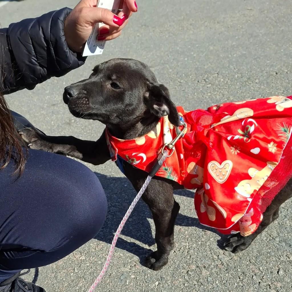 Joy, cadela de porte médio para adoção em Pelotas - RS — foto 3 de 3