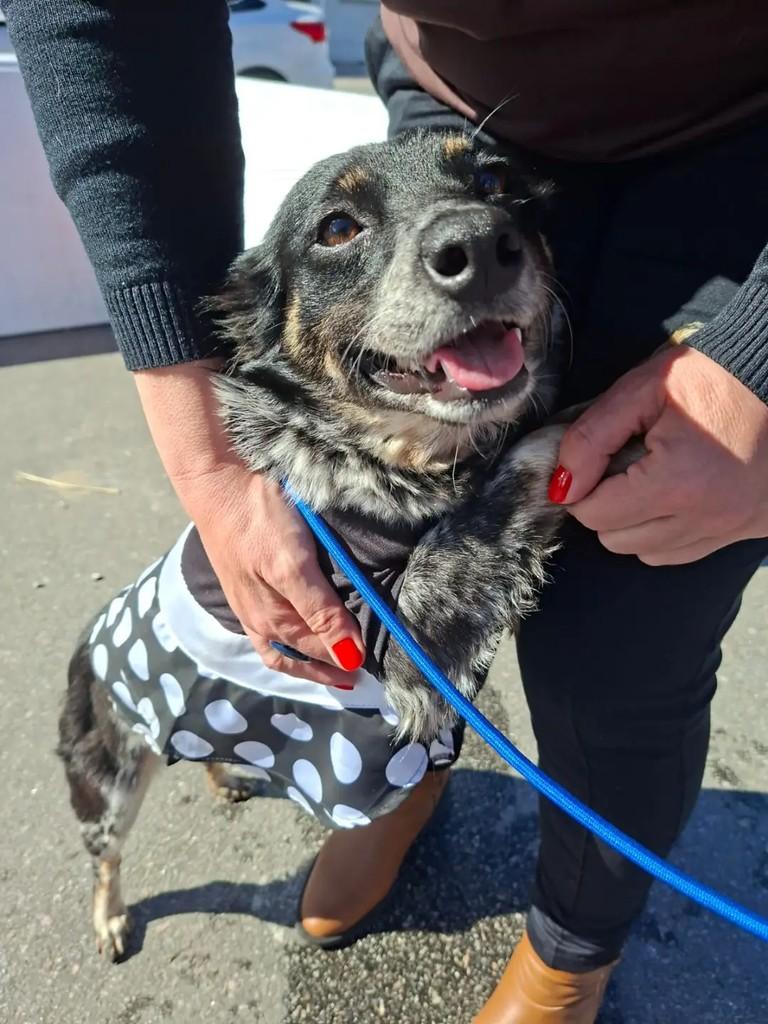 Didi, cadela de porte médio para adoção em Pelotas - RS — foto 2 de 5