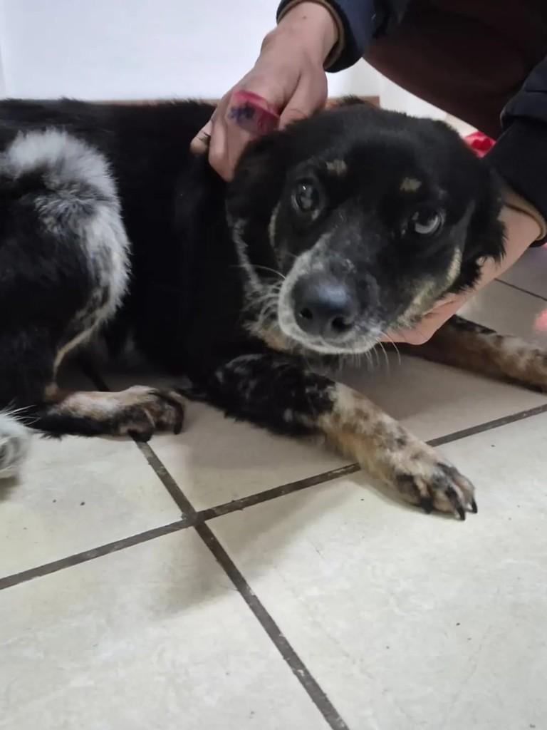 Didi, cadela de porte médio para adoção em Pelotas - RS — foto 3 de 5
