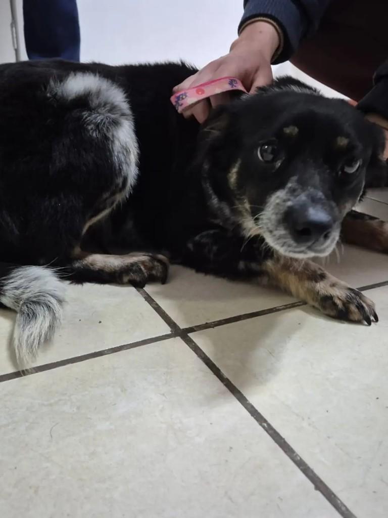 Didi, cadela de porte médio para adoção em Pelotas - RS — foto 4 de 5