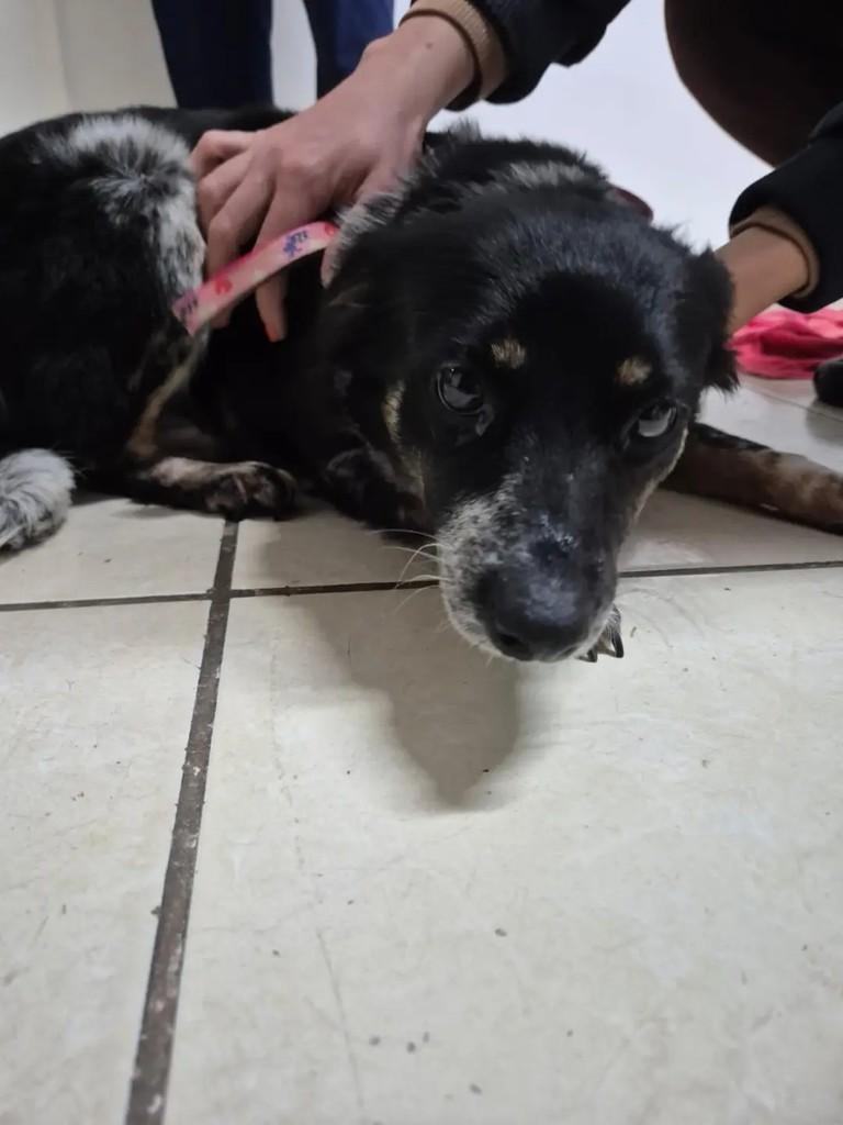 Didi, cadela de porte médio para adoção em Pelotas - RS — foto 5 de 5
