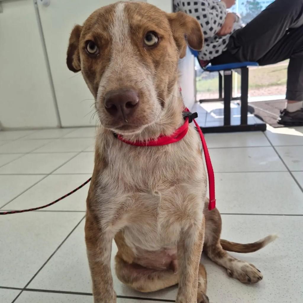 Fred, cachorro de porte médio para adoção em Pelotas - RS