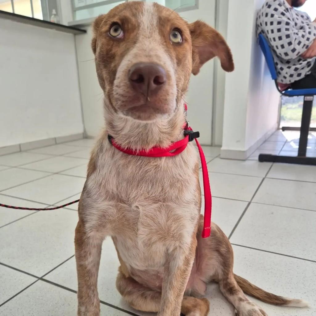 Fred, cachorro de porte médio para adoção em Pelotas - RS — foto 2 de 10