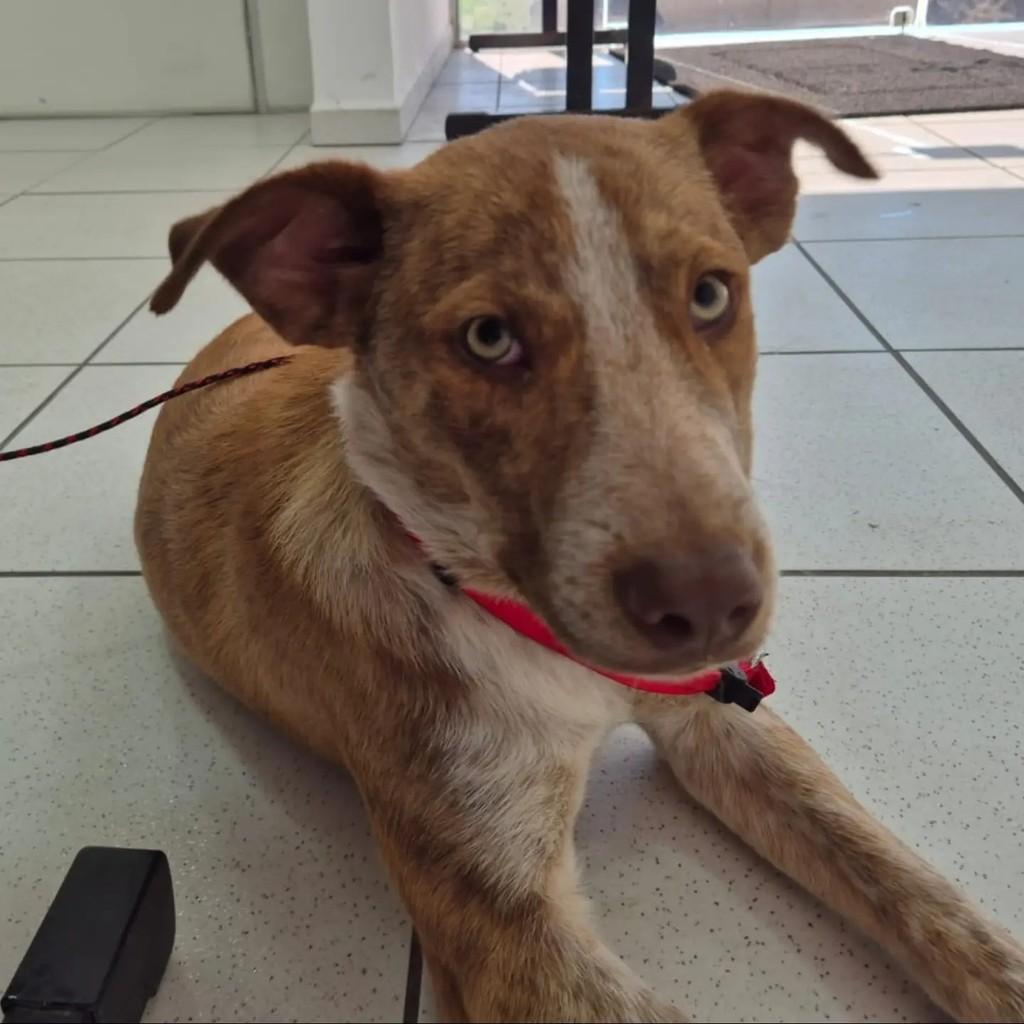 Fred, cachorro de porte médio para adoção em Pelotas - RS — foto 3 de 10