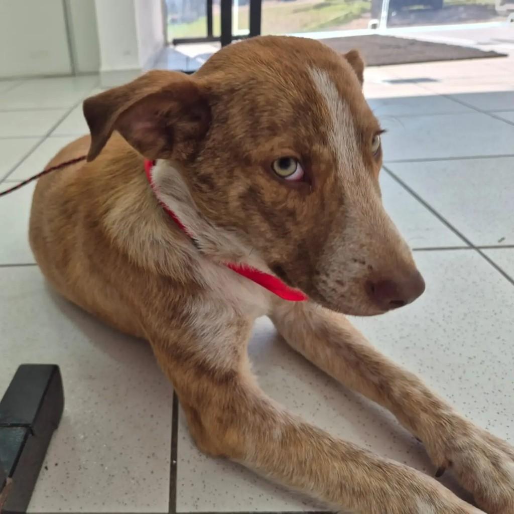 Fred, cachorro de porte médio para adoção em Pelotas - RS — foto 4 de 10