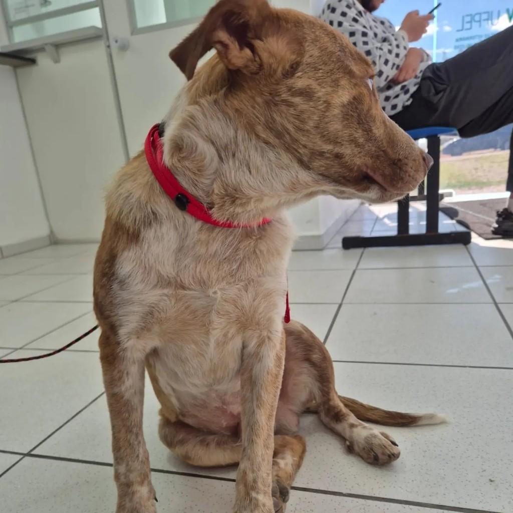 Fred, cachorro de porte médio para adoção em Pelotas - RS — foto 5 de 10