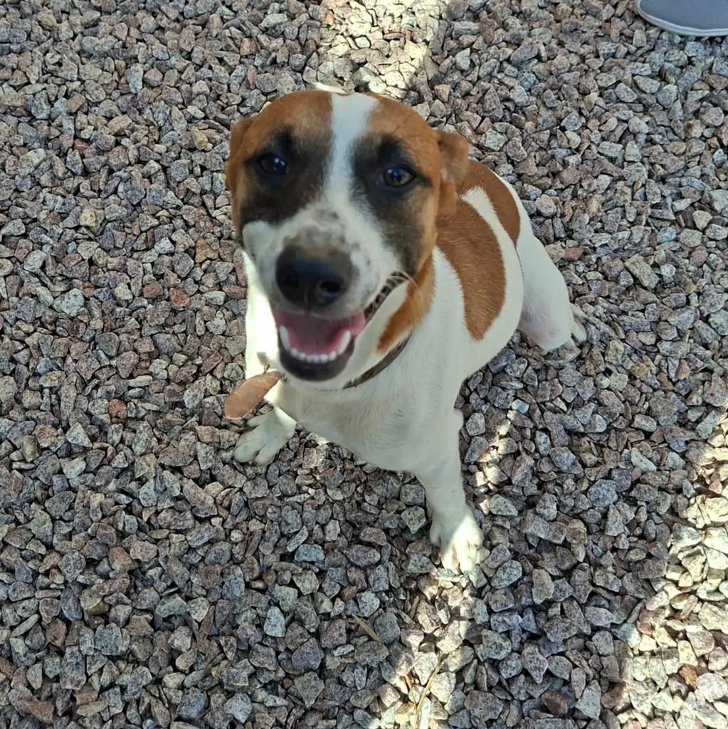 Milo, cachorro de porte médio para adoção em Pelotas - RS